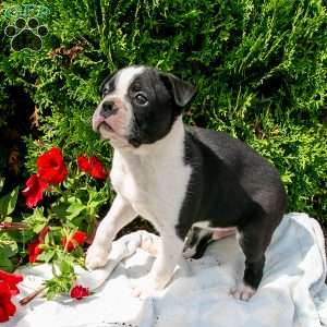Sunny Little Silas, Boston Terrier Puppy